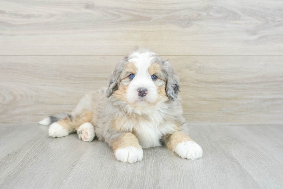 Mini Bernedoodle Pup Being Cute