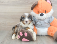 5 week old Mini Bernedoodle Puppy For Sale - Lone Star Pups