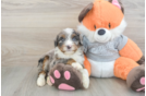 Happy Mini Bernedoodle Baby