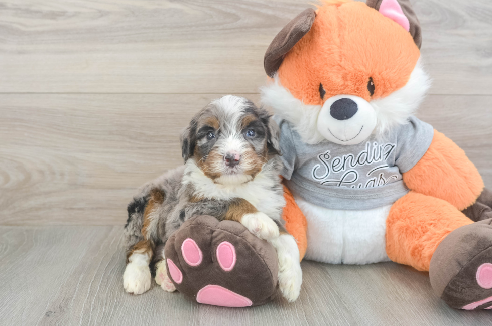 5 week old Mini Bernedoodle Puppy For Sale - Lone Star Pups