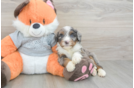 Little Mini Bernesepoo Poodle Mix Puppy