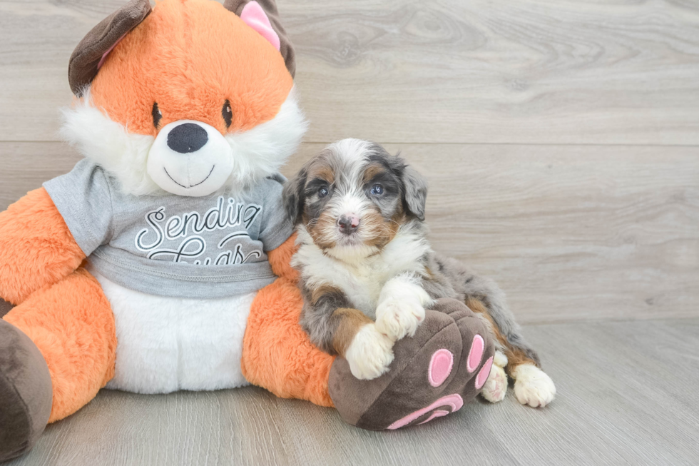 Little Mini Bernesepoo Poodle Mix Puppy