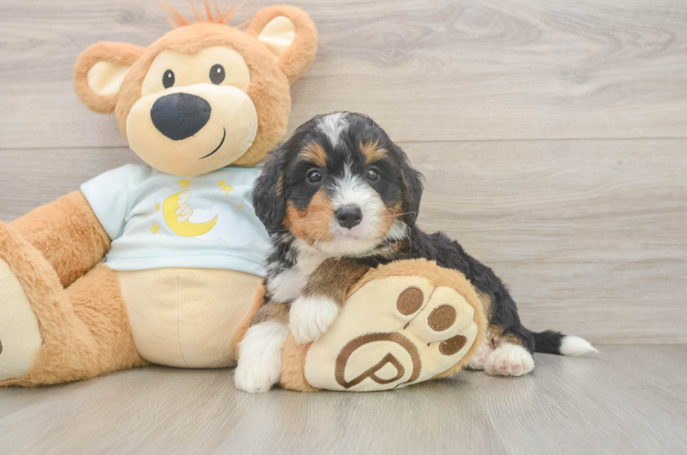 5 week old Mini Bernedoodle Puppy For Sale - Lone Star Pups