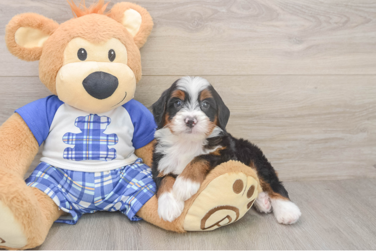 Popular Mini Bernedoodle Poodle Mix Pup
