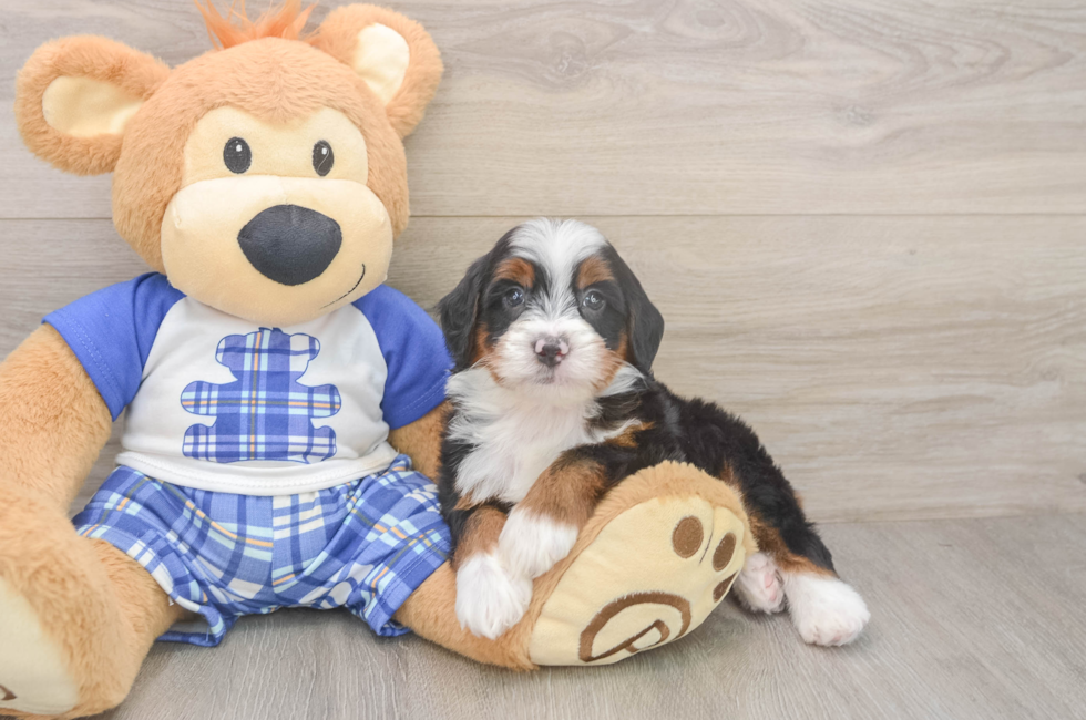 5 week old Mini Bernedoodle Puppy For Sale - Lone Star Pups