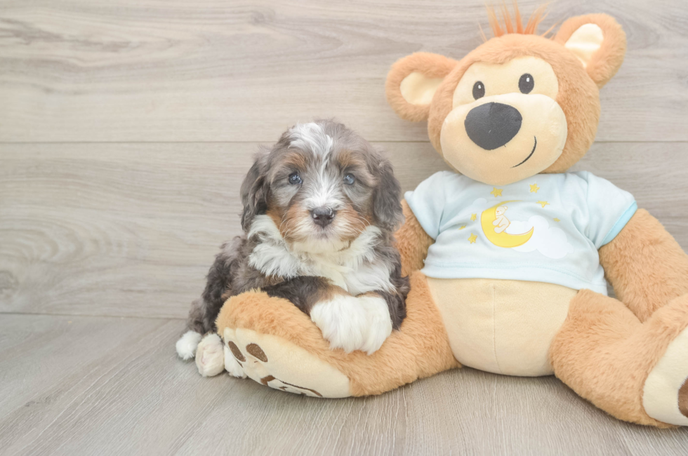 5 week old Mini Bernedoodle Puppy For Sale - Lone Star Pups