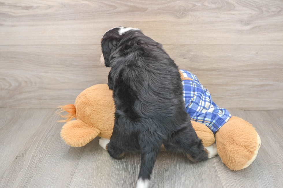 Adorable Mini Berniedoodle Poodle Mix Puppy