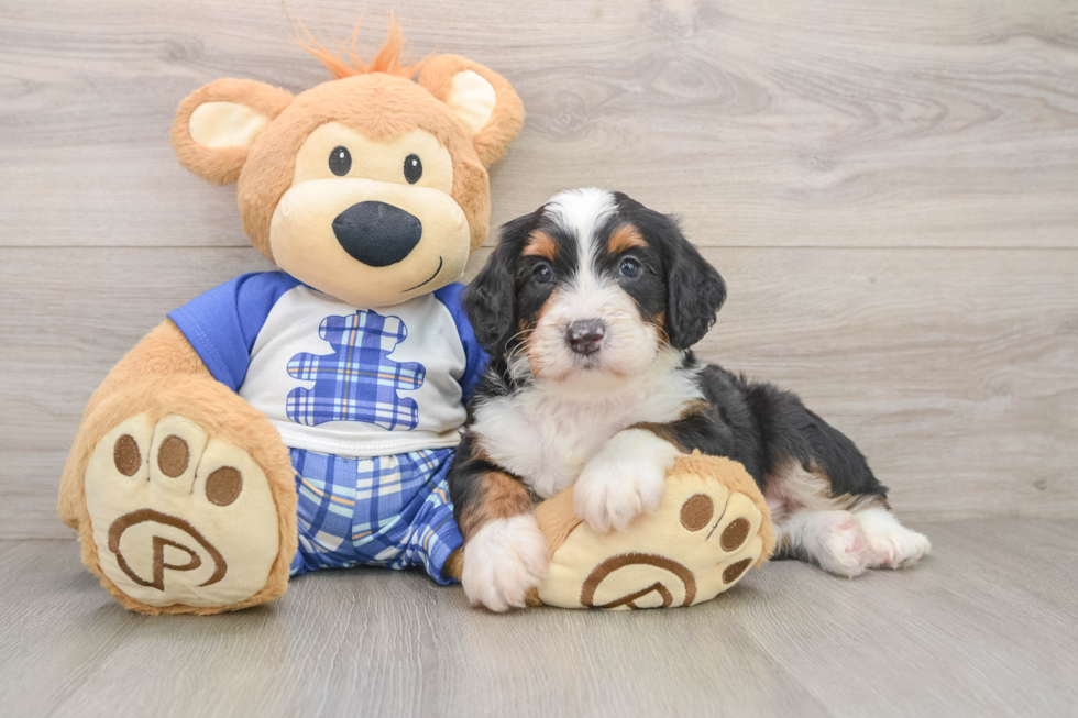Petite Mini Bernedoodle Poodle Mix Pup