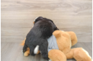Mini Bernedoodle Pup Being Cute