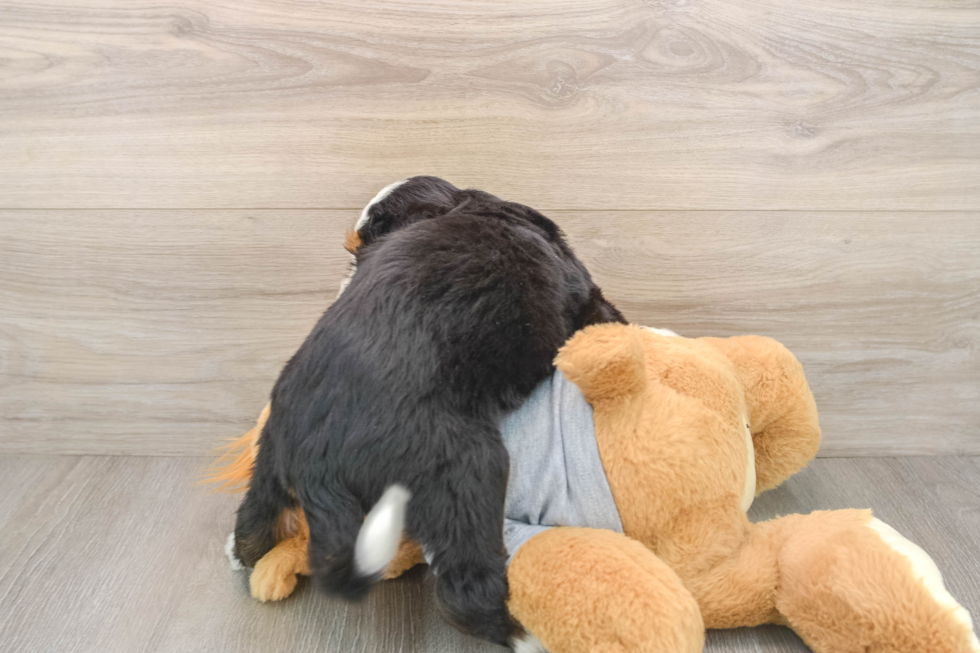 Mini Bernedoodle Pup Being Cute