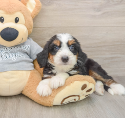 7 week old Mini Bernedoodle Puppy For Sale - Lone Star Pups