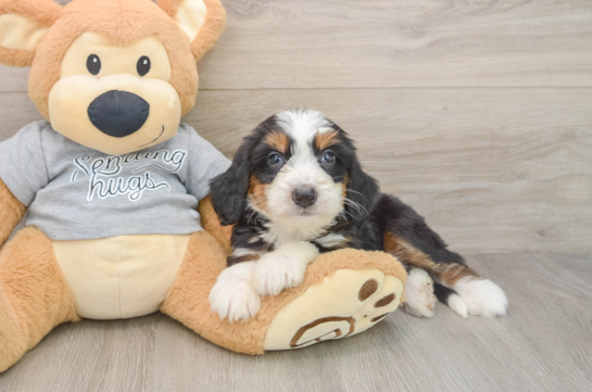 Mini Bernedoodle Puppy for Adoption