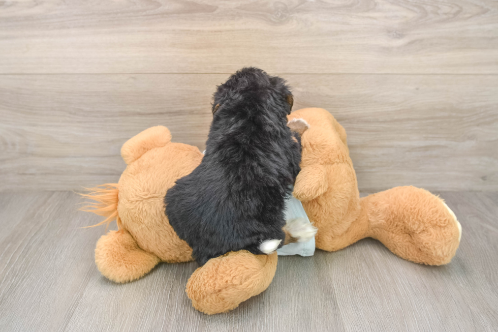 Mini Bernedoodle Pup Being Cute