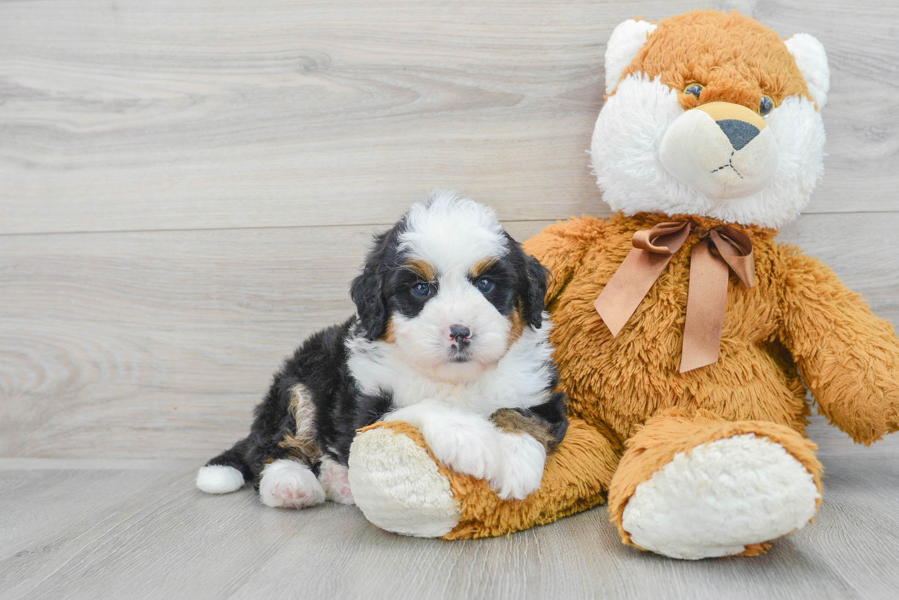 Fluffy Mini Bernedoodle Poodle Mix Pup