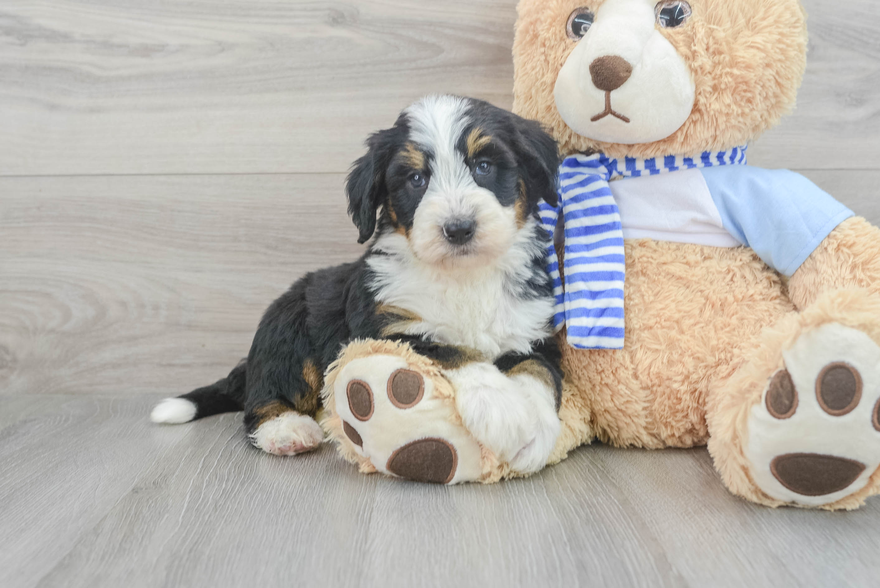 Funny Mini Bernedoodle Poodle Mix Pup