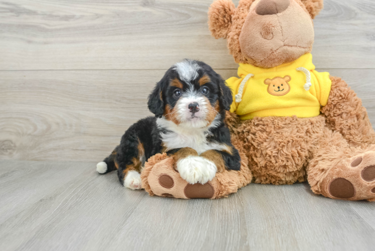 Mini Bernedoodle Pup Being Cute