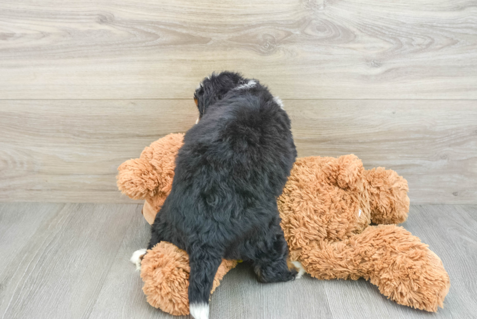 Playful Mini Bernesedoodle Poodle Mix Puppy