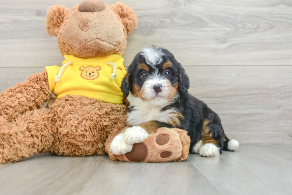 Best Mini Bernedoodle Baby