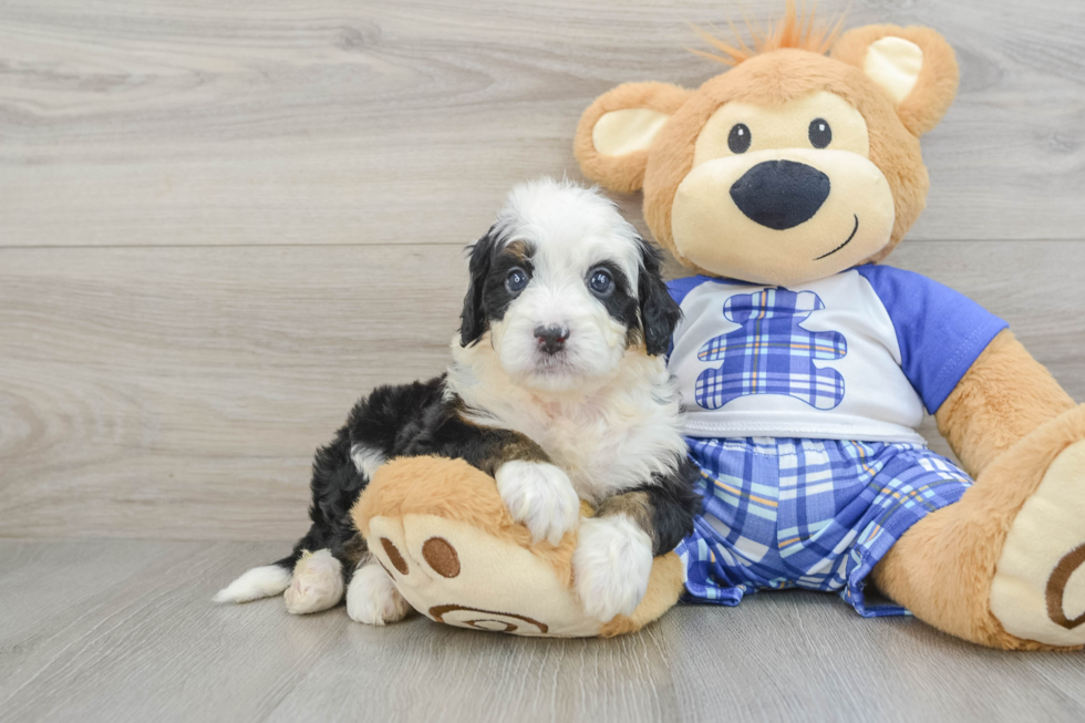 Little Bernadoodle Poodle Mix Puppy