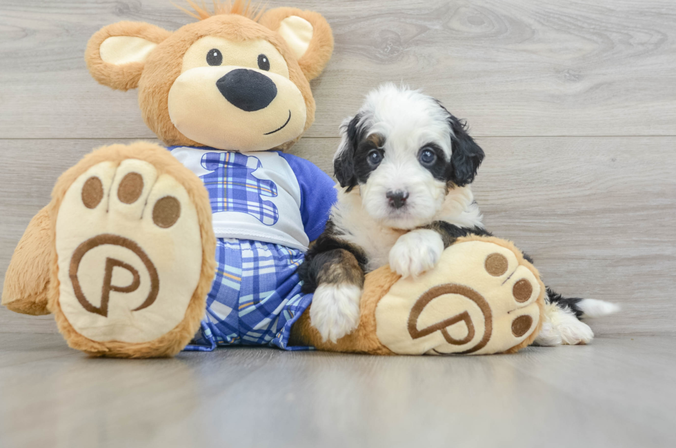 7 week old Mini Bernedoodle Puppy For Sale - Lone Star Pups