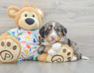 7 week old Mini Bernedoodle Puppy For Sale - Lone Star Pups