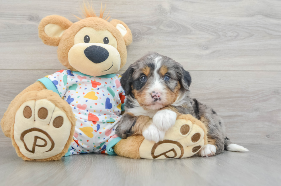 6 week old Mini Bernedoodle Puppy For Sale - Lone Star Pups