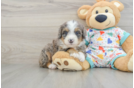 Petite Mini Bernedoodle Poodle Mix Pup