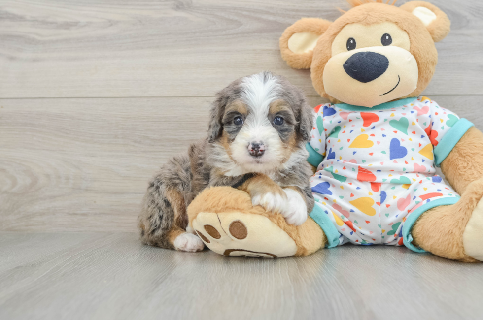 5 week old Mini Bernedoodle Puppy For Sale - Lone Star Pups