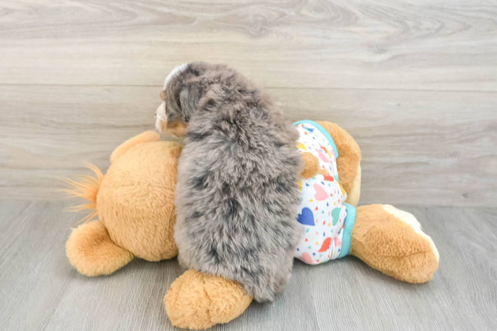 Mini Bernedoodle Pup Being Cute