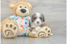 Mini Bernedoodle Puppy for Adoption