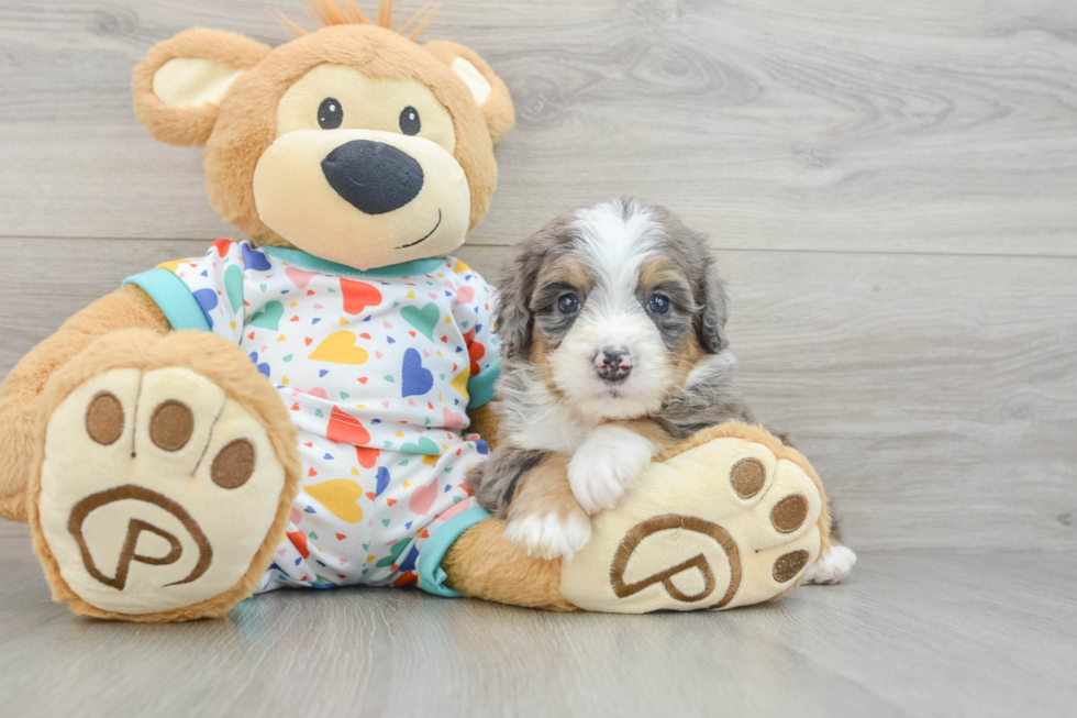 Mini Bernedoodle Puppy for Adoption