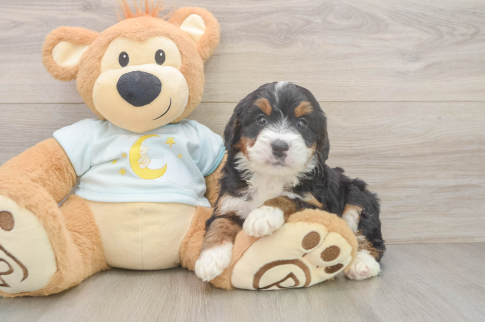 5 week old Mini Bernedoodle Puppy For Sale - Lone Star Pups