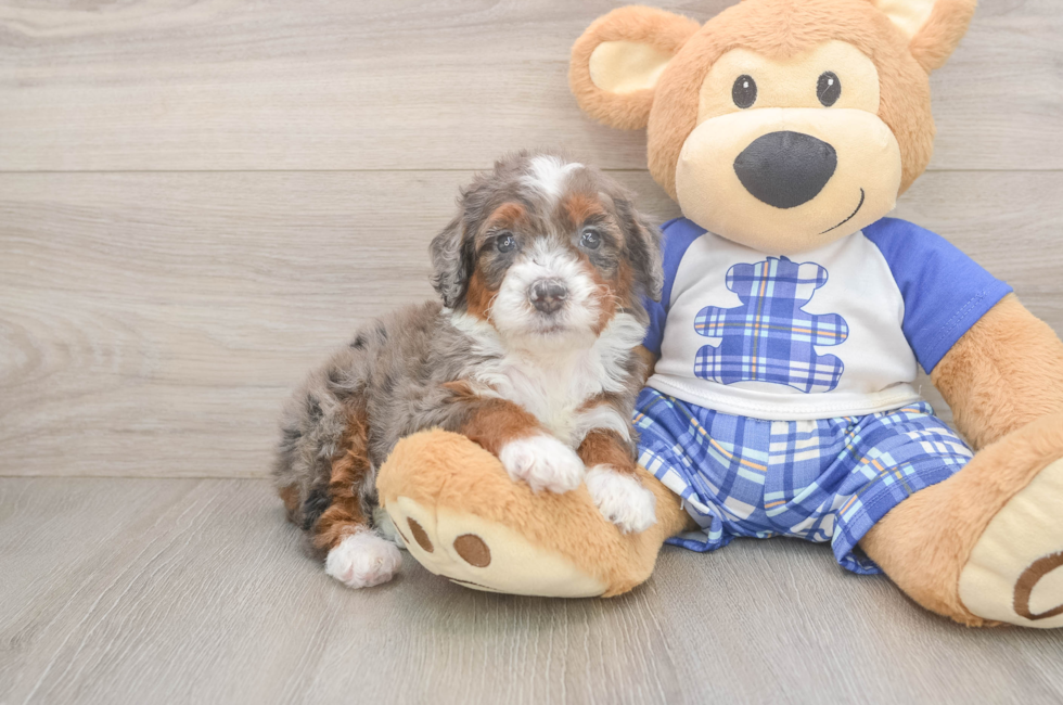 5 week old Mini Bernedoodle Puppy For Sale - Lone Star Pups