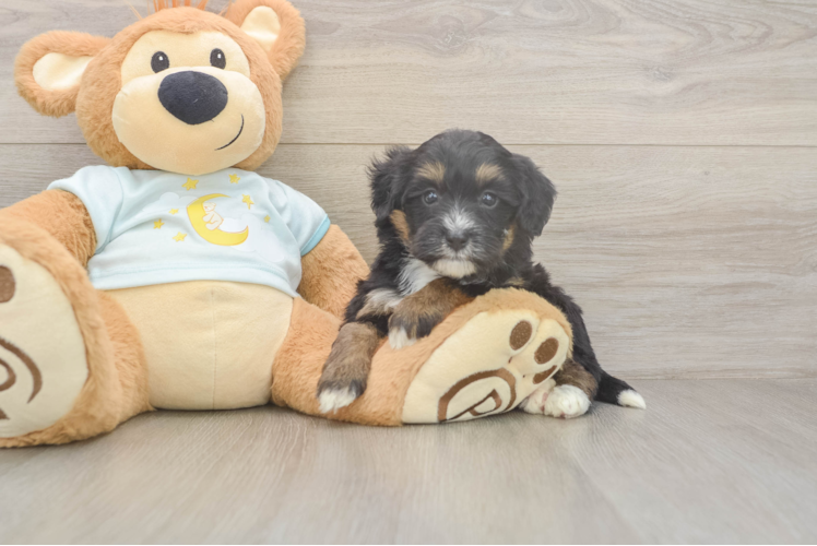 Mini Bernedoodle Puppy for Adoption