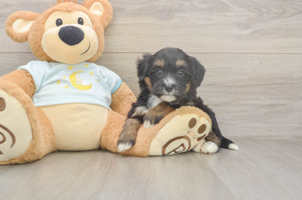 5 week old Mini Bernedoodle Puppy For Sale - Lone Star Pups