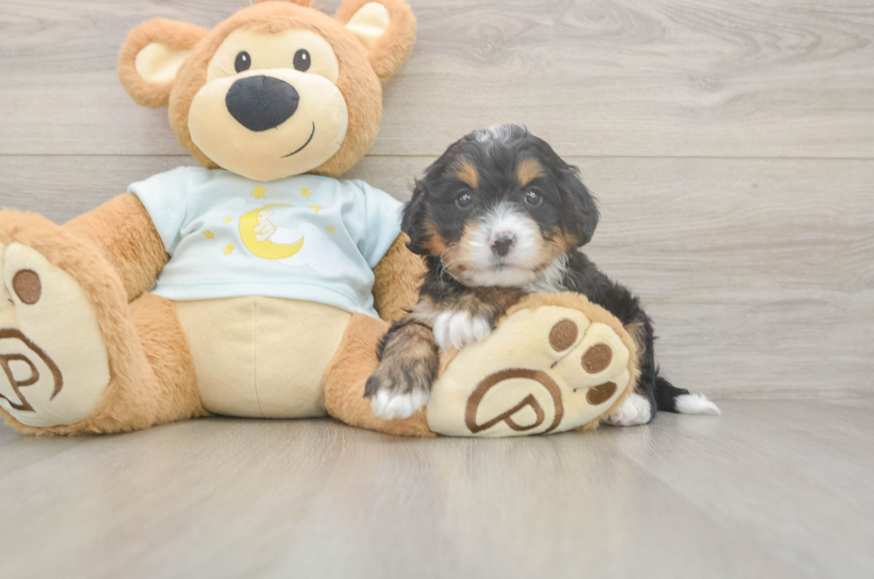 5 week old Mini Bernedoodle Puppy For Sale - Lone Star Pups