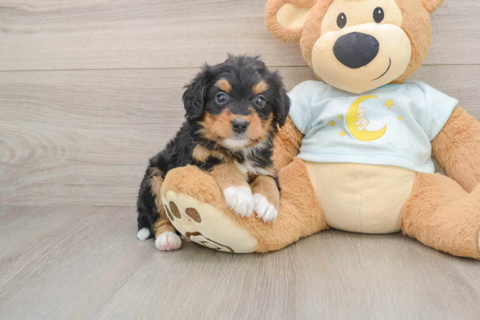 Hypoallergenic Mini Bernesedoodle Poodle Mix Puppy
