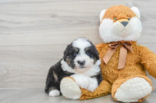 Popular Mini Bernedoodle Poodle Mix Pup