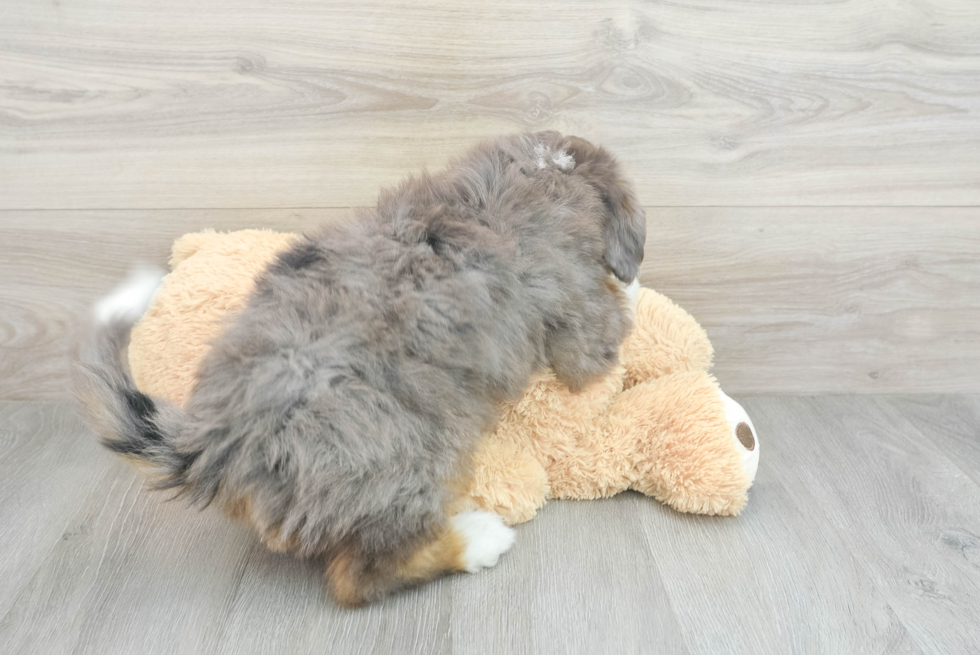 Playful Mini Berniedoodle Poodle Mix Puppy