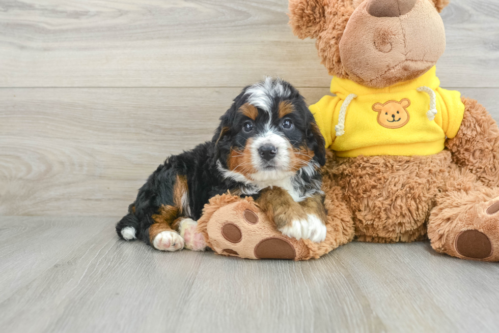 Best Mini Bernedoodle Baby