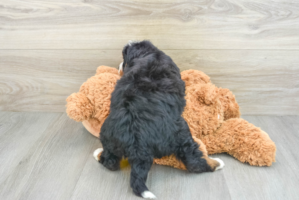 Mini Bernedoodle Pup Being Cute