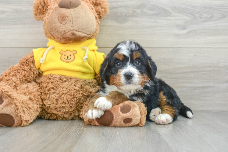 Best Mini Bernedoodle Baby