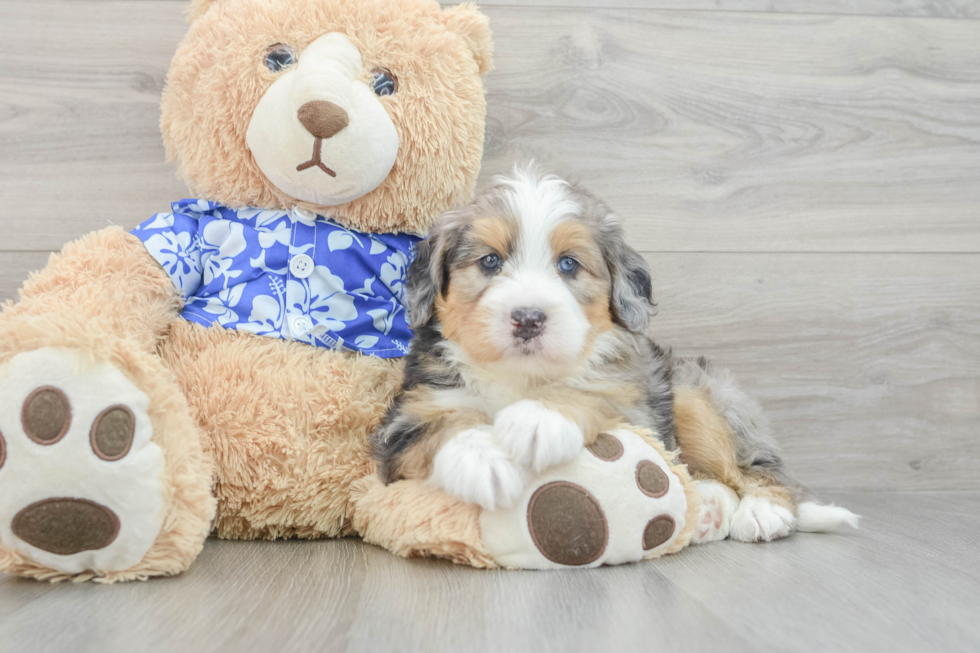 Petite Mini Bernedoodle Poodle Mix Pup