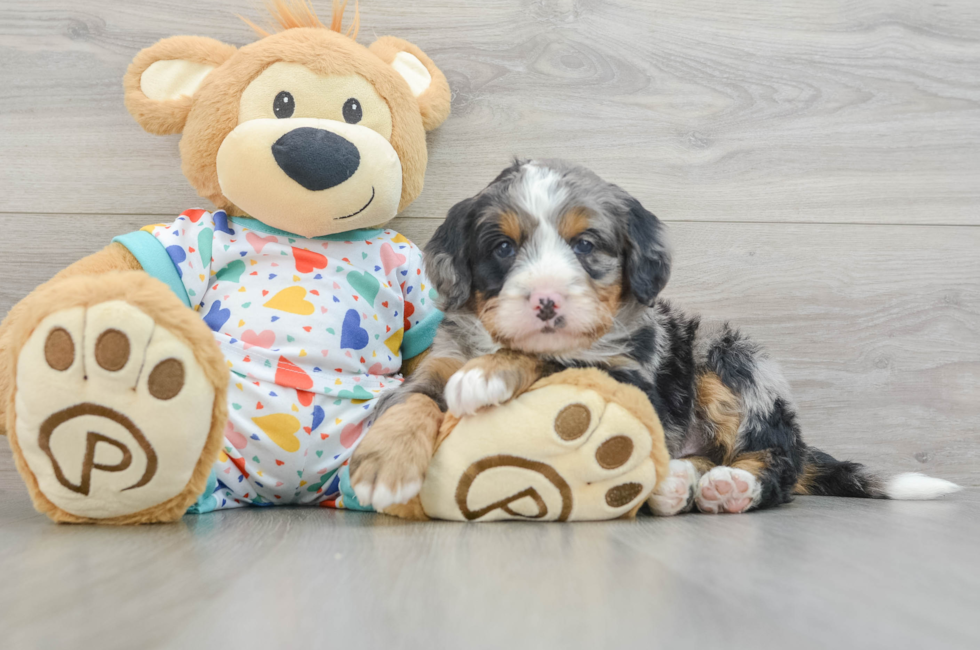 6 week old Mini Bernedoodle Puppy For Sale - Lone Star Pups