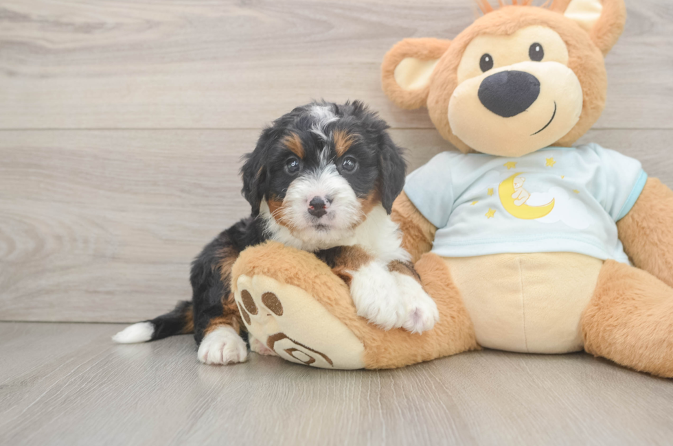 5 week old Mini Bernedoodle Puppy For Sale - Lone Star Pups