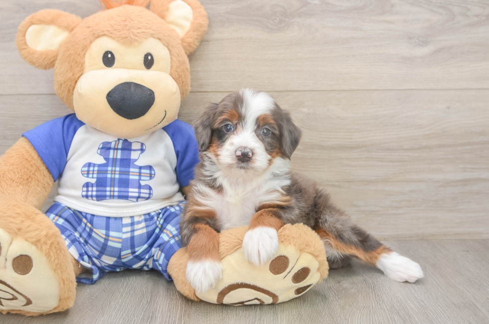 5 week old Mini Bernedoodle Puppy For Sale - Lone Star Pups