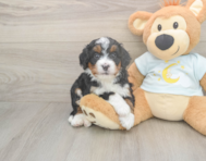 6 week old Mini Bernedoodle Puppy For Sale - Lone Star Pups