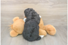 Best Mini Bernedoodle Baby