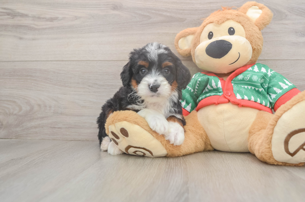 6 week old Mini Bernedoodle Puppy For Sale - Lone Star Pups