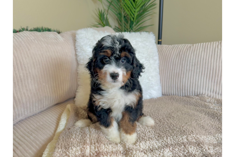 Cute Mini Bernedoodle Baby